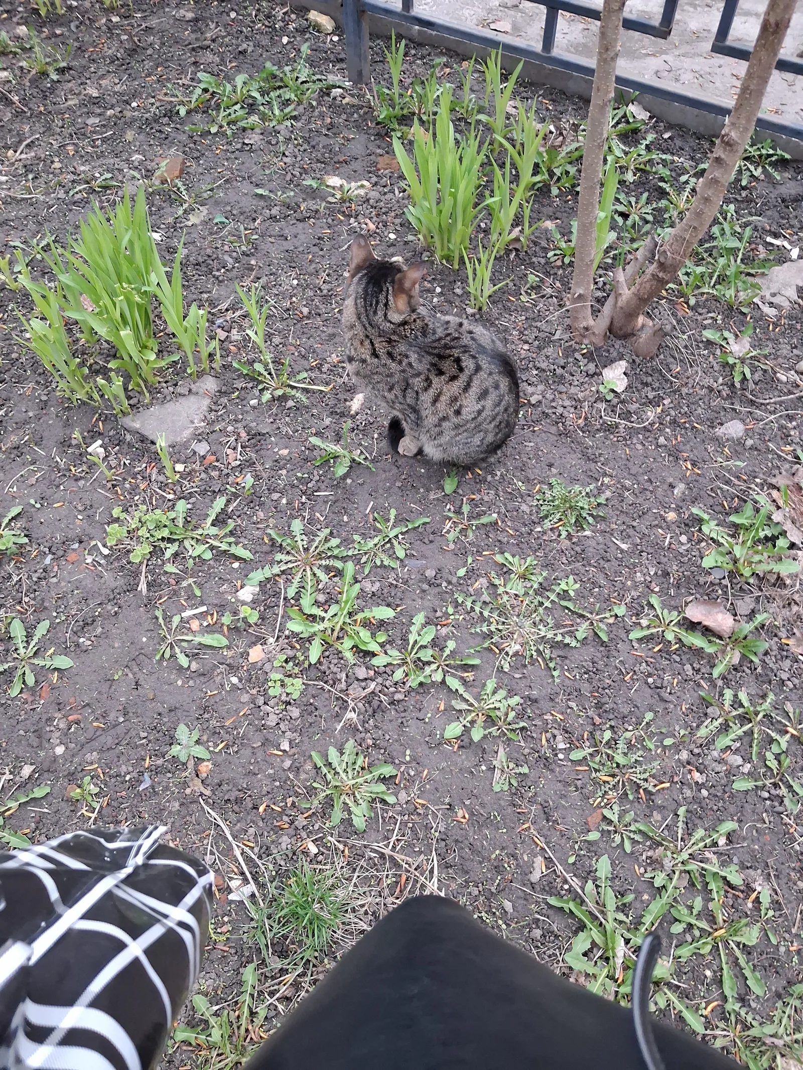 Пропала кошка в Воронеже — фото питомца