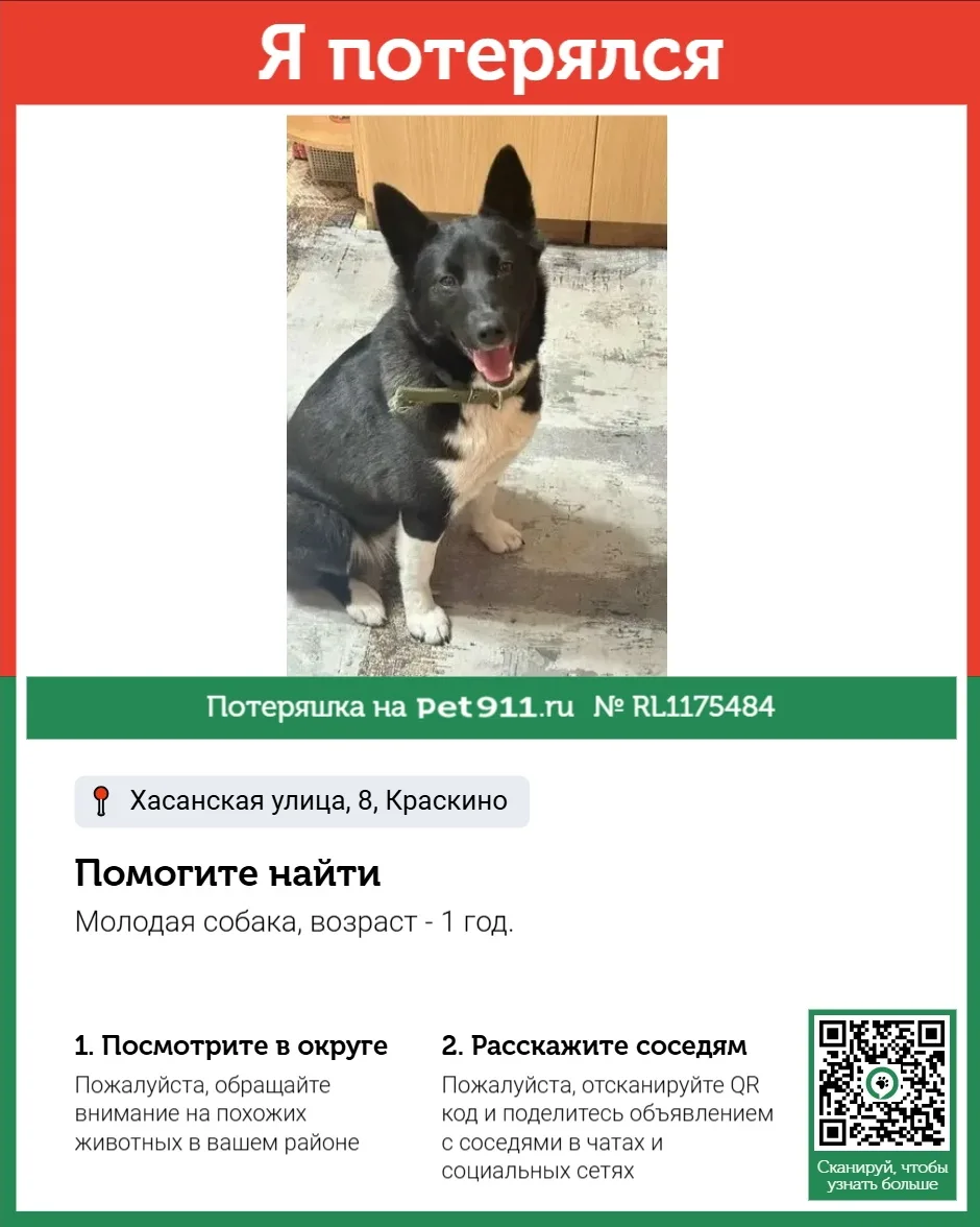 Найдена собака в Владивостоке — фото питомца