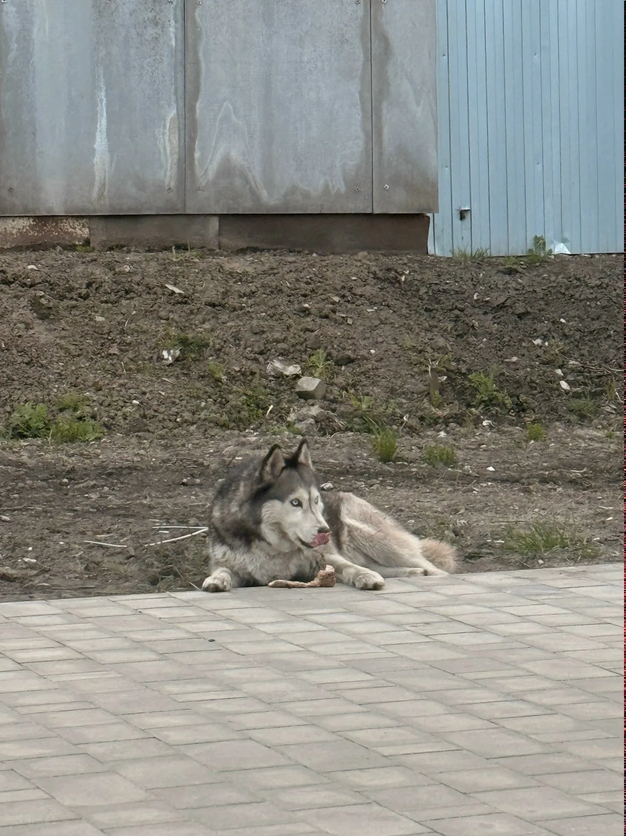 Найдена собака в Брянске — фото питомца