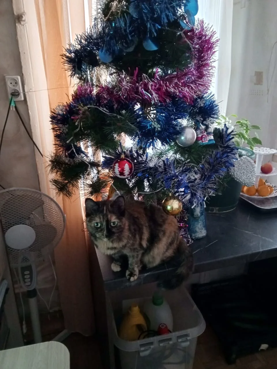 Пропала кошка в Омске — фото питомца