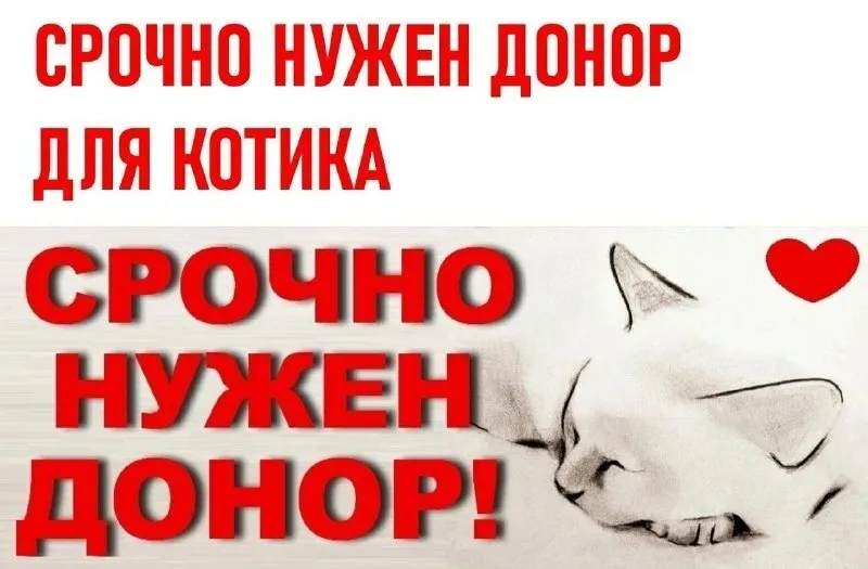 Объявление о питомце в Ростове-на-Дону — фото питомца
