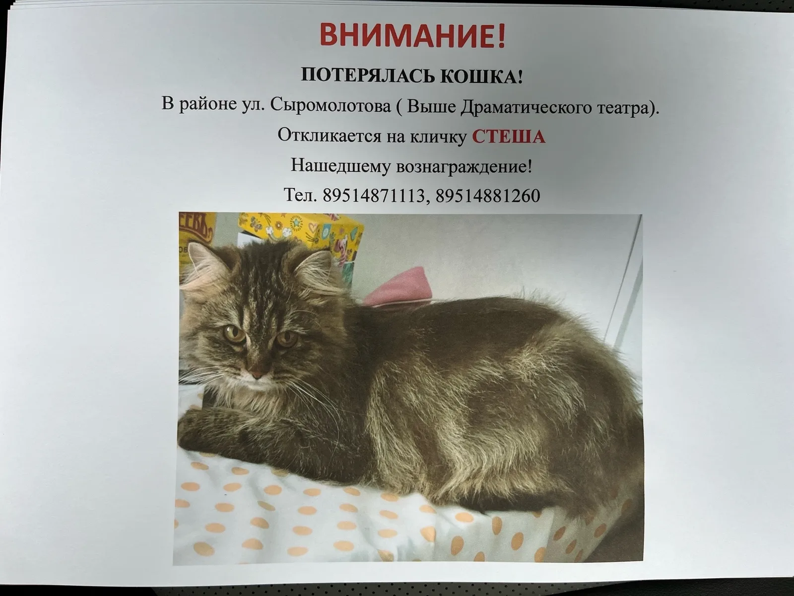 Найдена кошка в Златоусте — фото питомца
