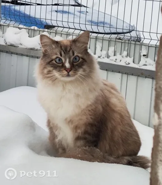 Найдена собака в Иванове — фото питомца