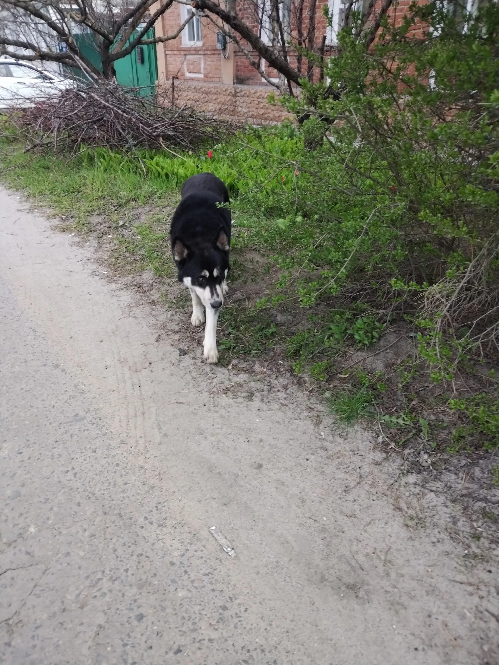 Найдена собака в Белгороде — фото питомца