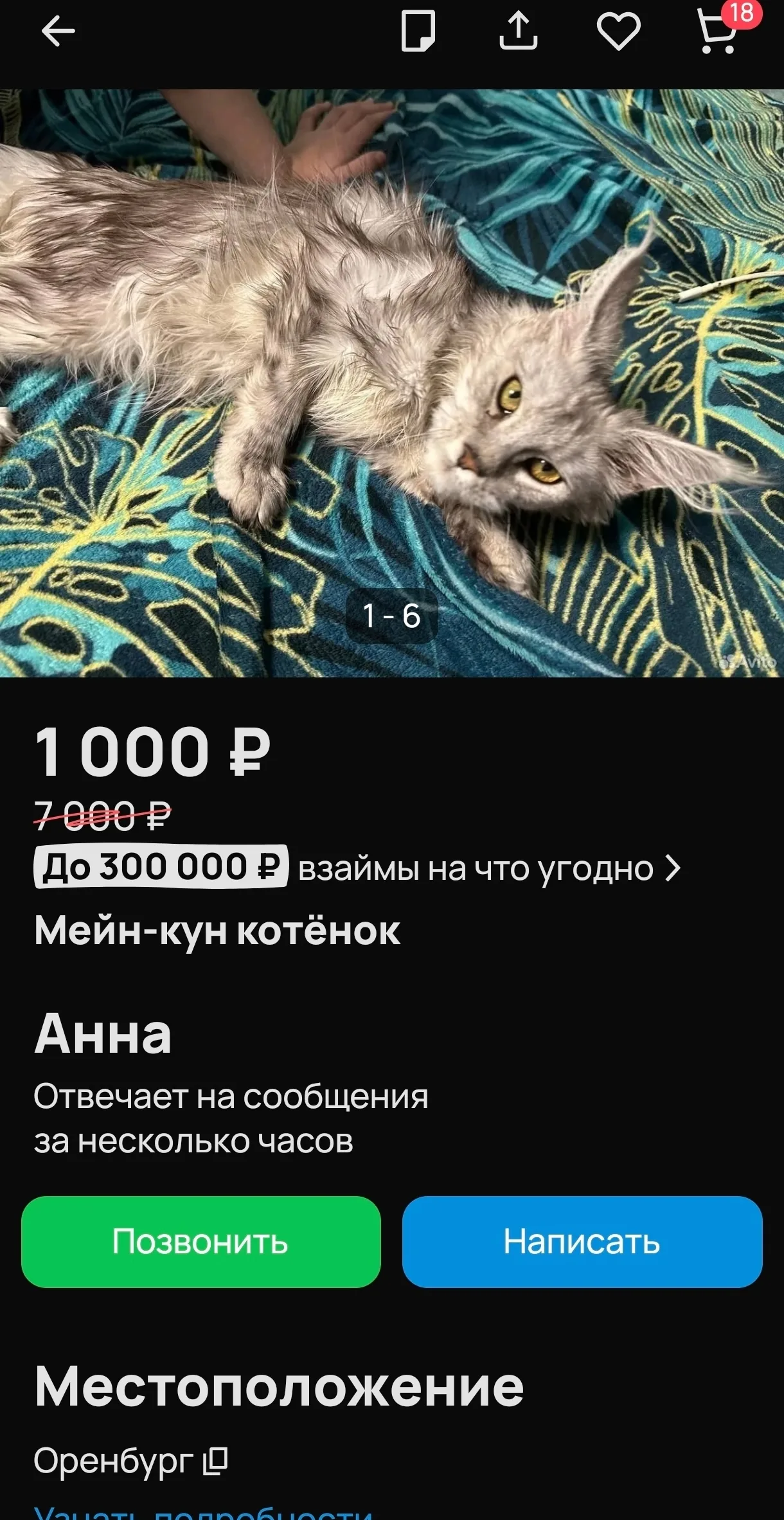 Объявление о питомце в Оренбурге — фото питомца