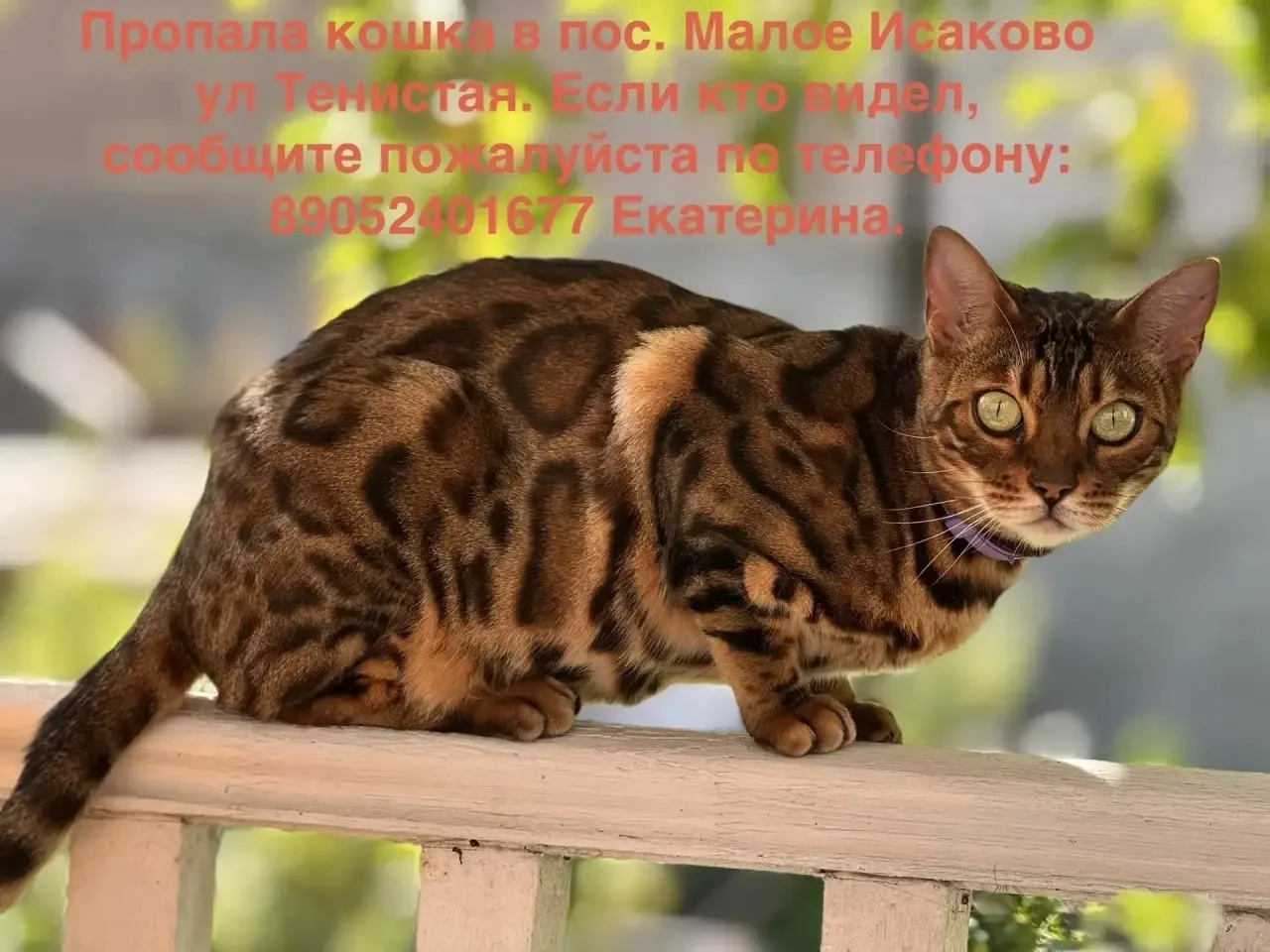 Найдена кошка в Калининграде — фото питомца