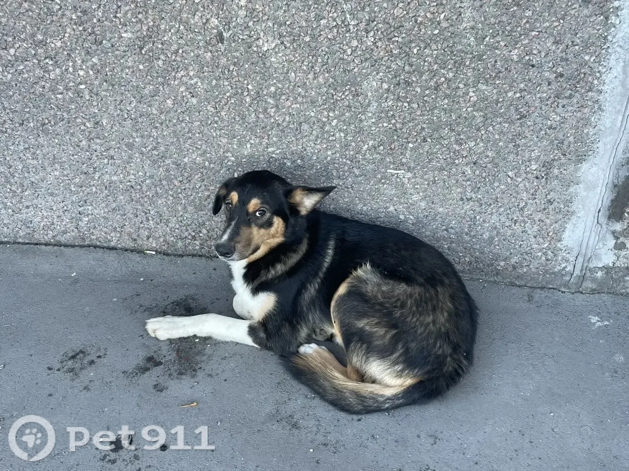 Найдена собака в Балакове — фото питомца