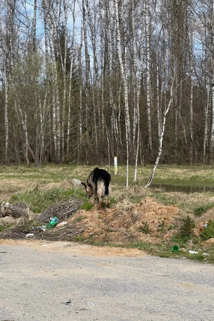 Найдена собака в Ступине — фото питомца