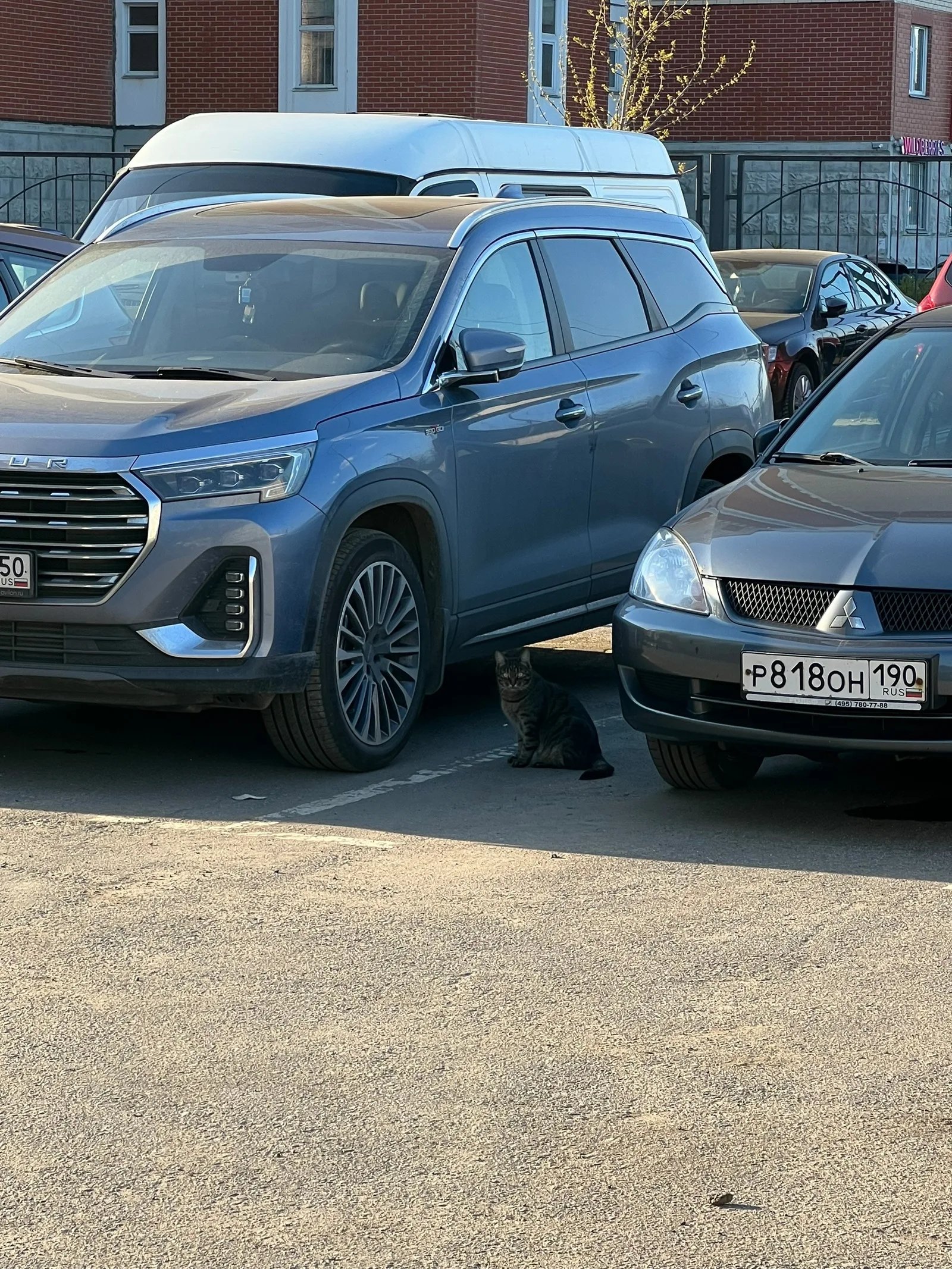 Найдена кошка в Мытищах — фото питомца