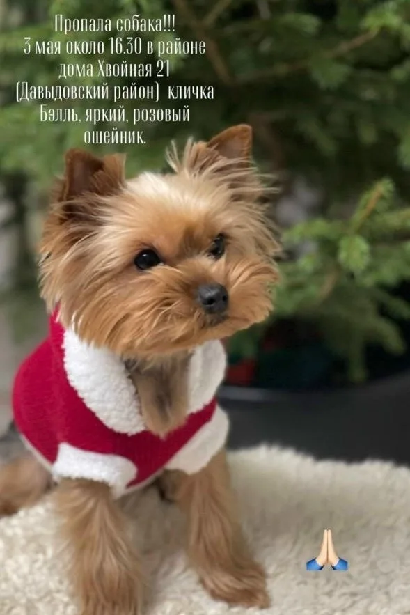 Найдена собака в Костроме — фото питомца