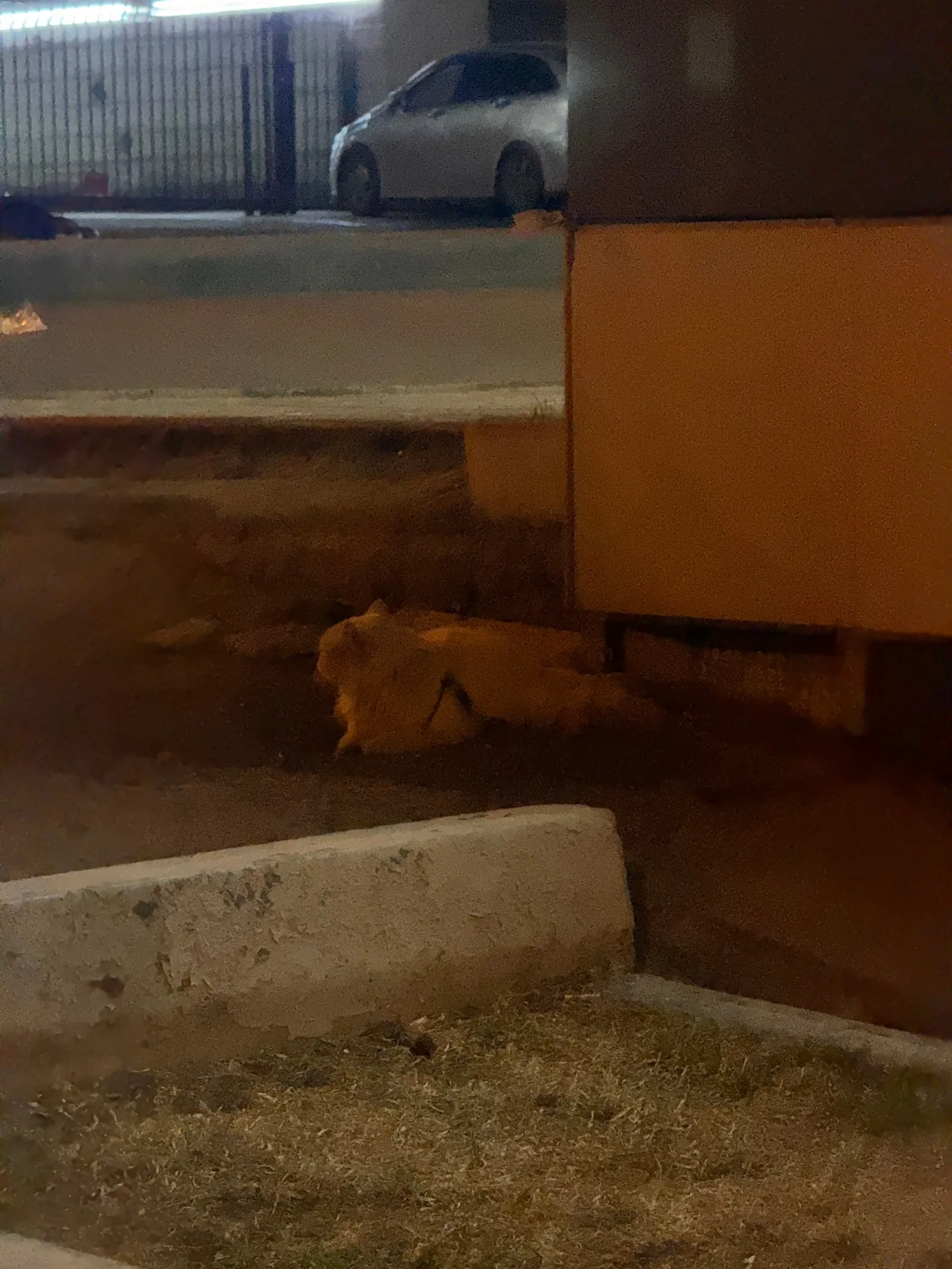 Найдена кошка в Красноярске — фото питомца