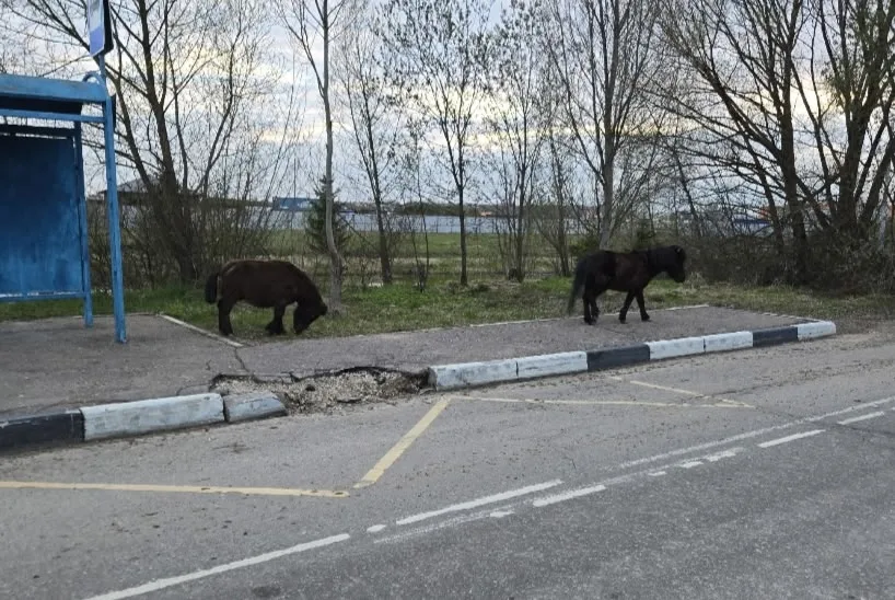 Объявление о питомце в Подольске — фото питомца