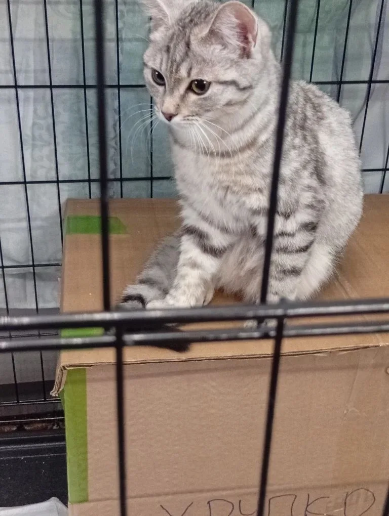 Найдена кошка в Иркутске — фото питомца
