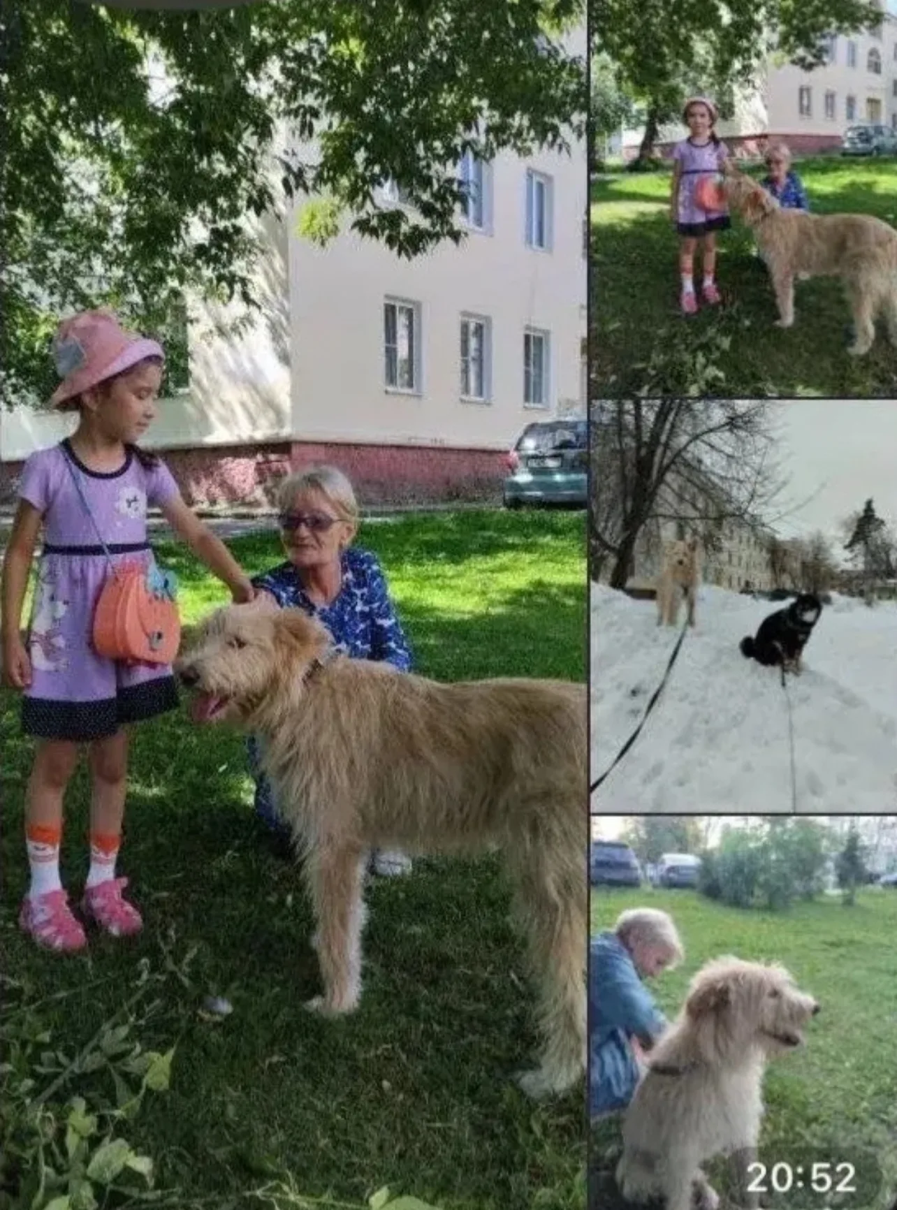 Найдена собака в Люберцах — фото питомца