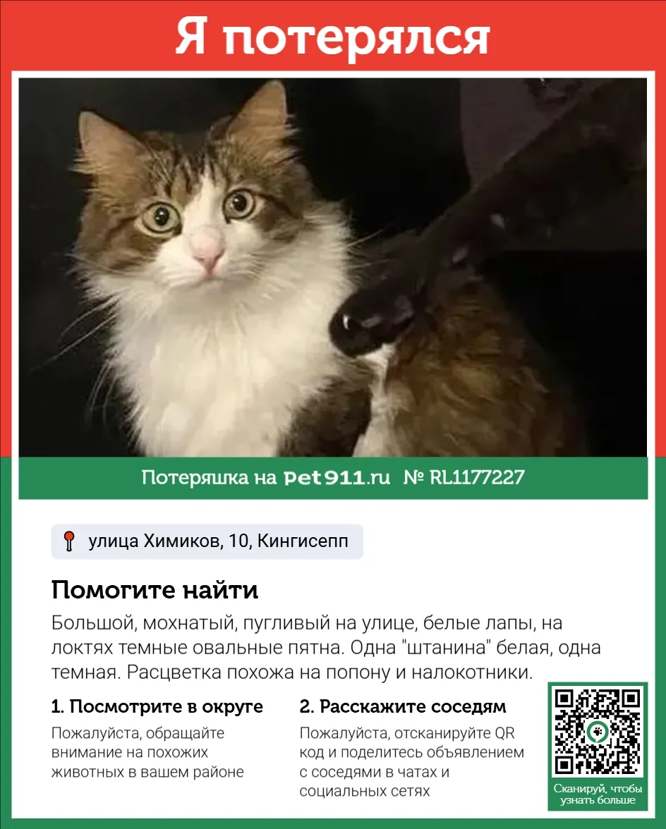 Найдена кошка в Балакове — фото питомца