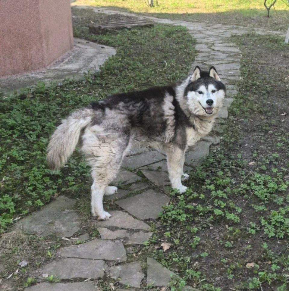 Найдена собака в Раменском — фото питомца