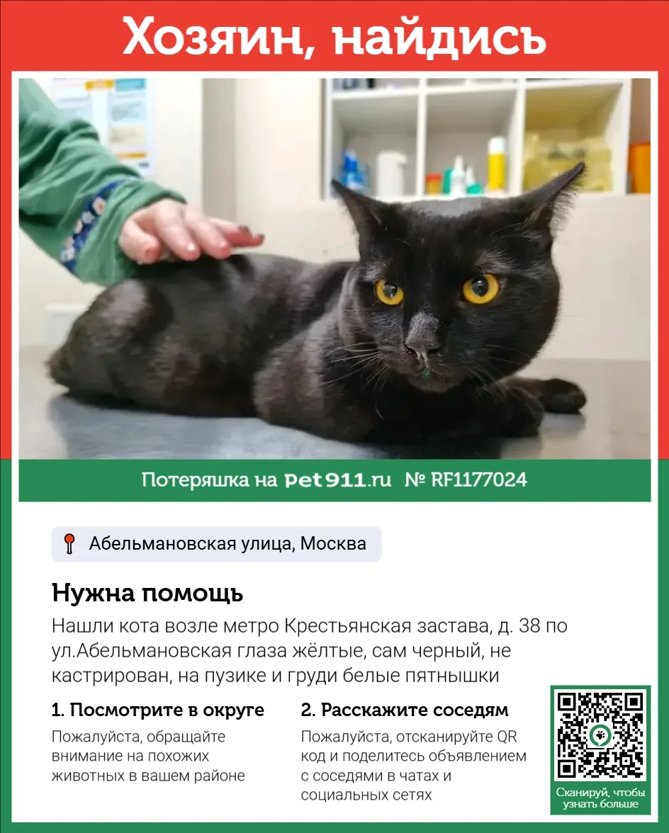 Найдена кошка в Реутове — фото питомца