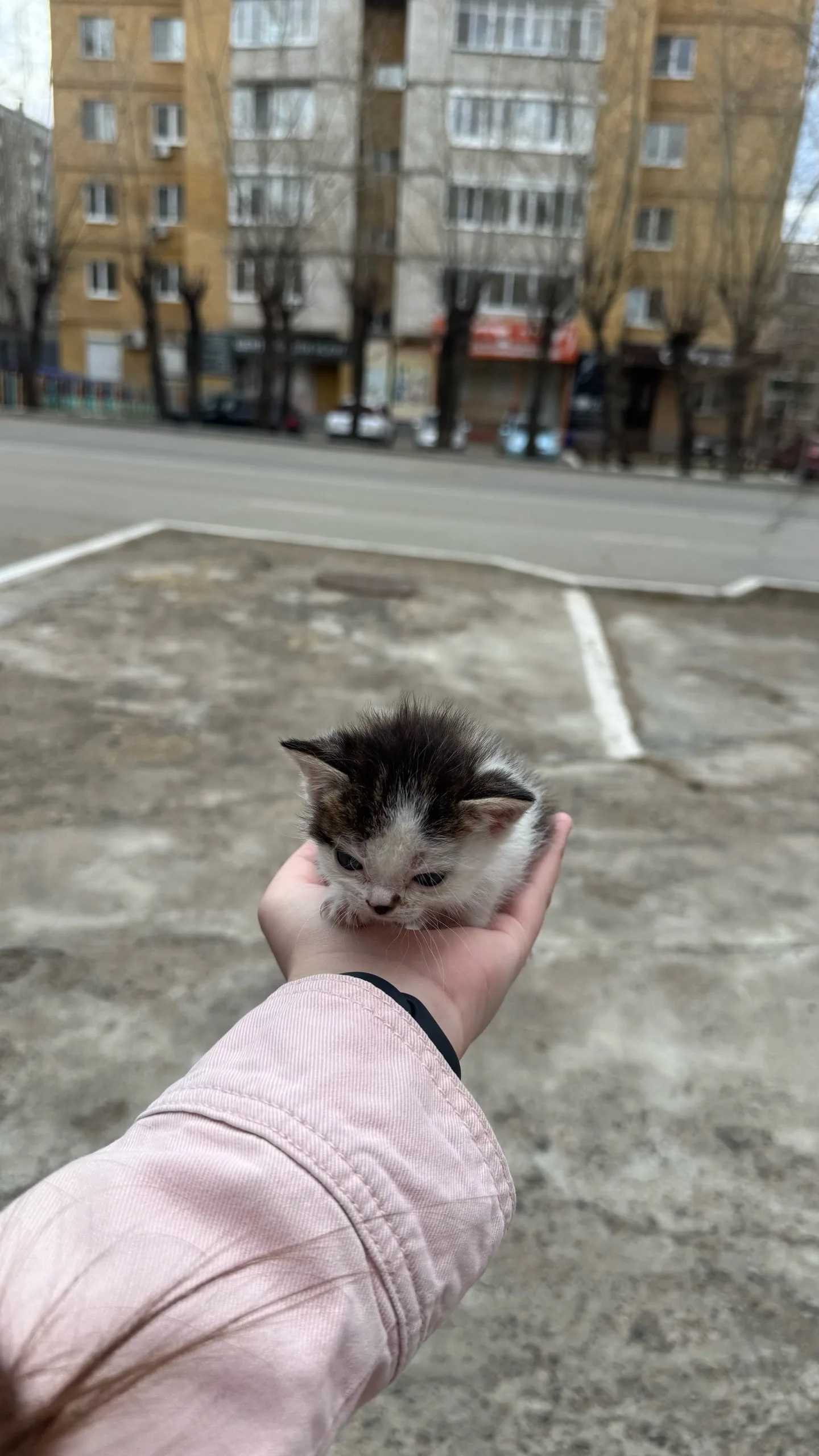 Найдена кошка в Чите — фото питомца