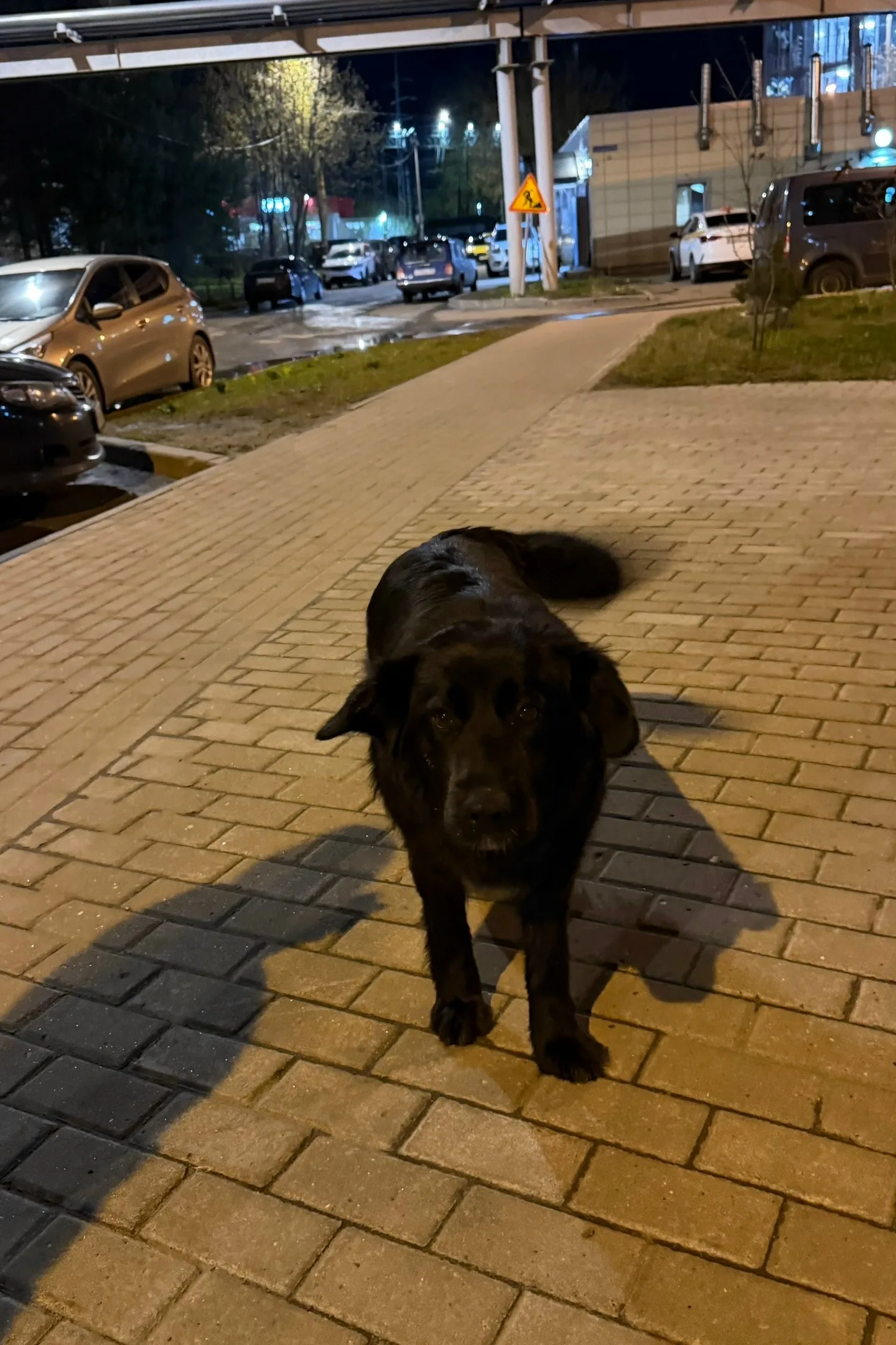 Найдена собака в Лобне — фото питомца