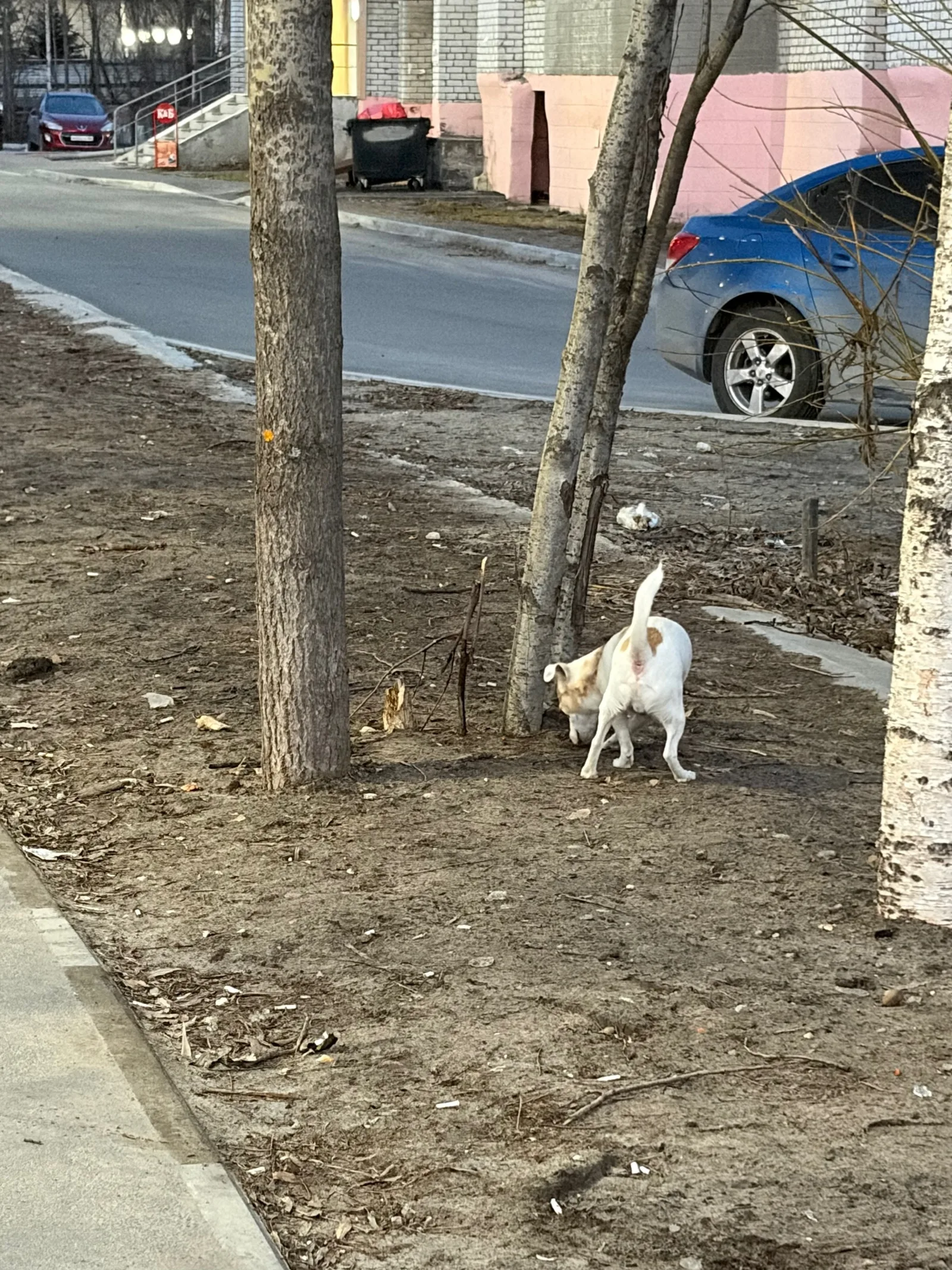 Найдена собака в Сургуте — фото питомца