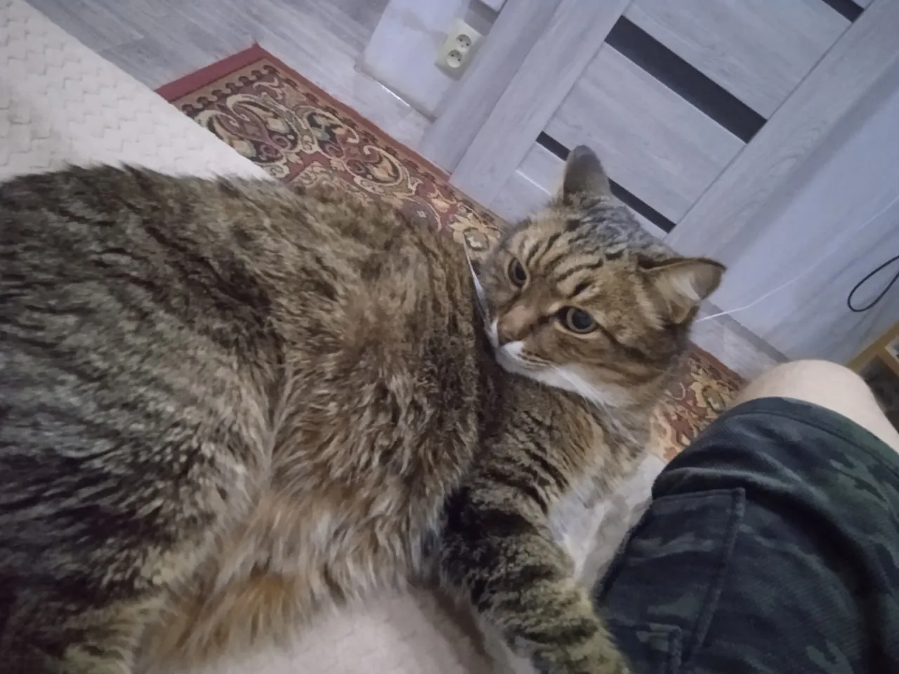 Пропала кошка в Тюмени — фото питомца