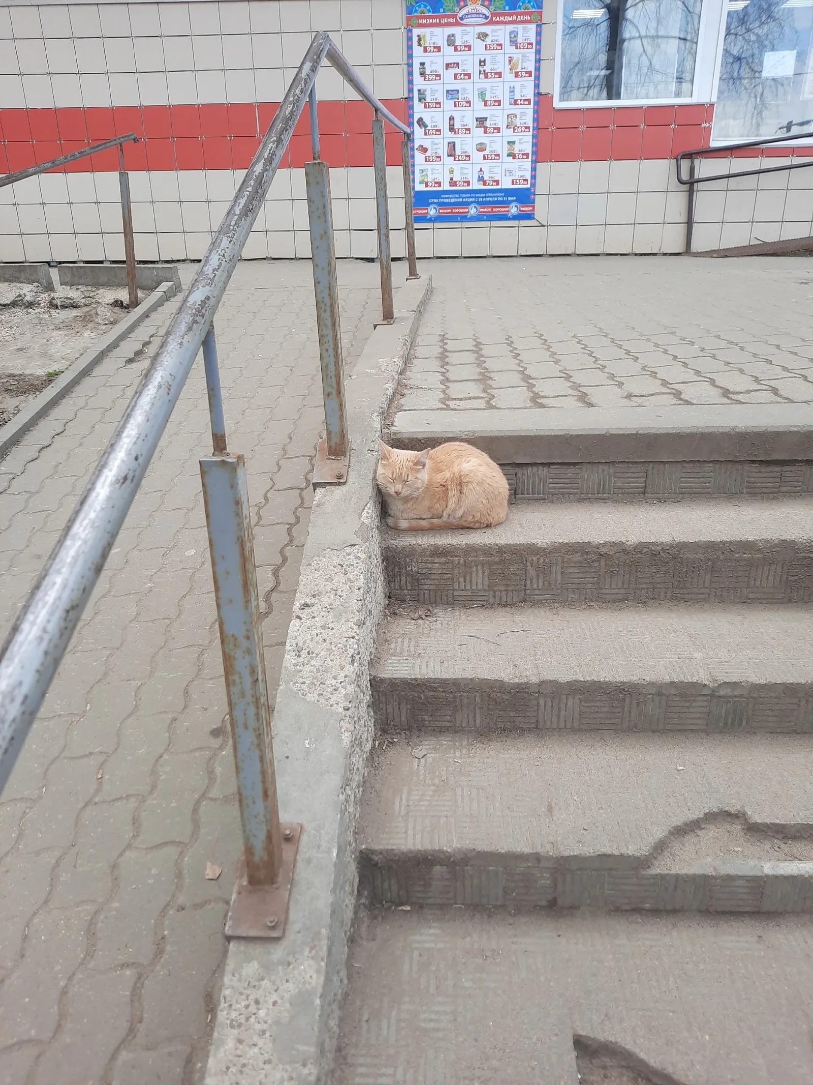 Объявление о питомце в Кирове — фото питомца