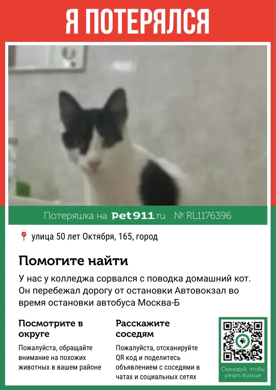 Найдена кошка в Курске — фото питомца