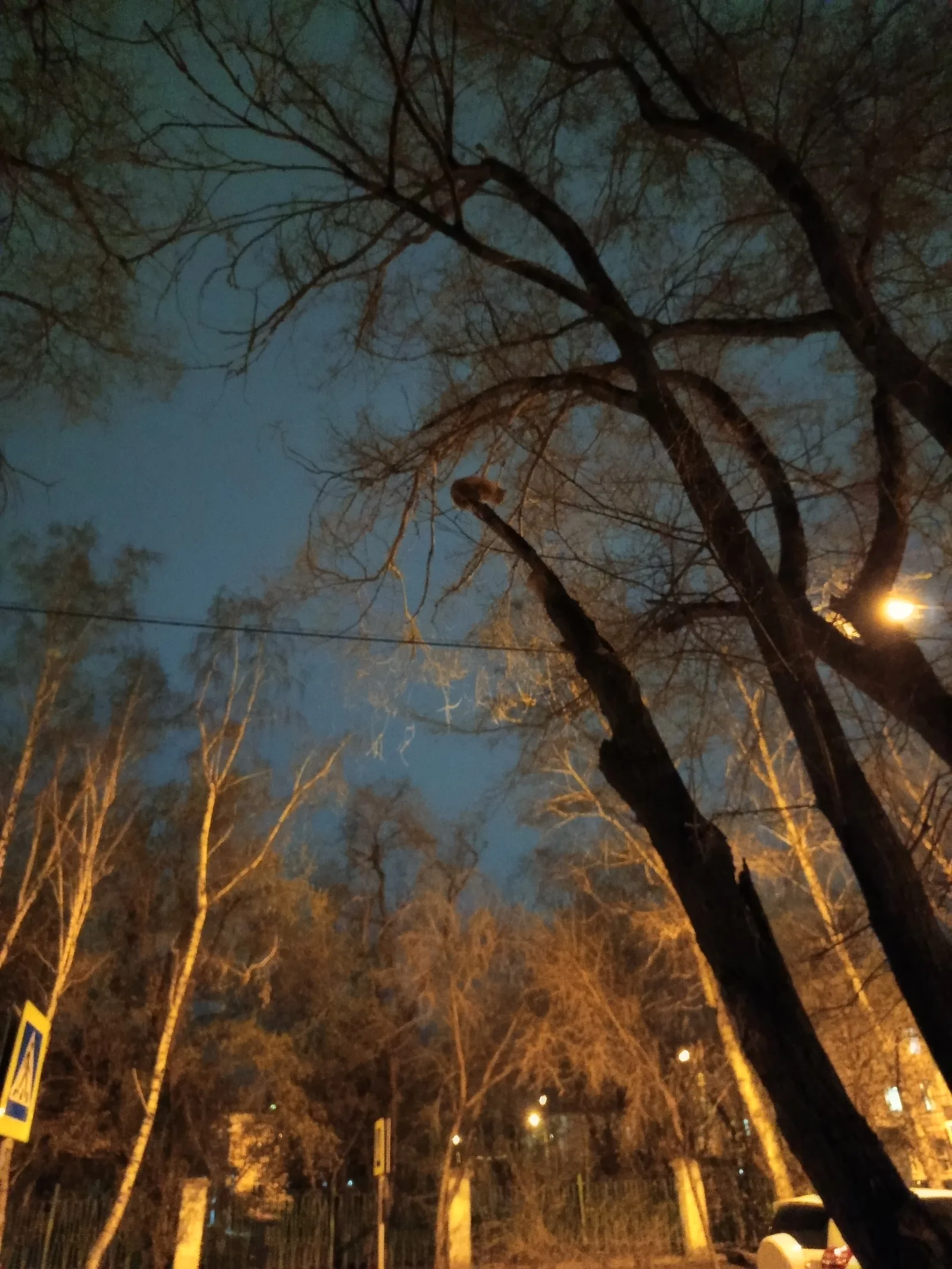 Найдена кошка в Красноярске — фото питомца