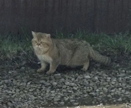 Найдена кошка в Чехове — фото питомца