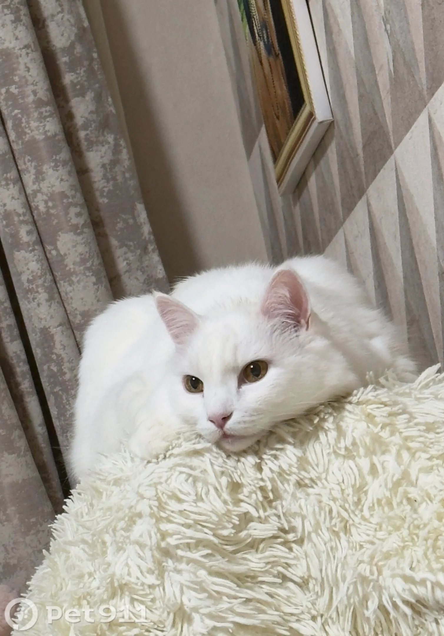 Найдена кошка в Иванове — фото питомца