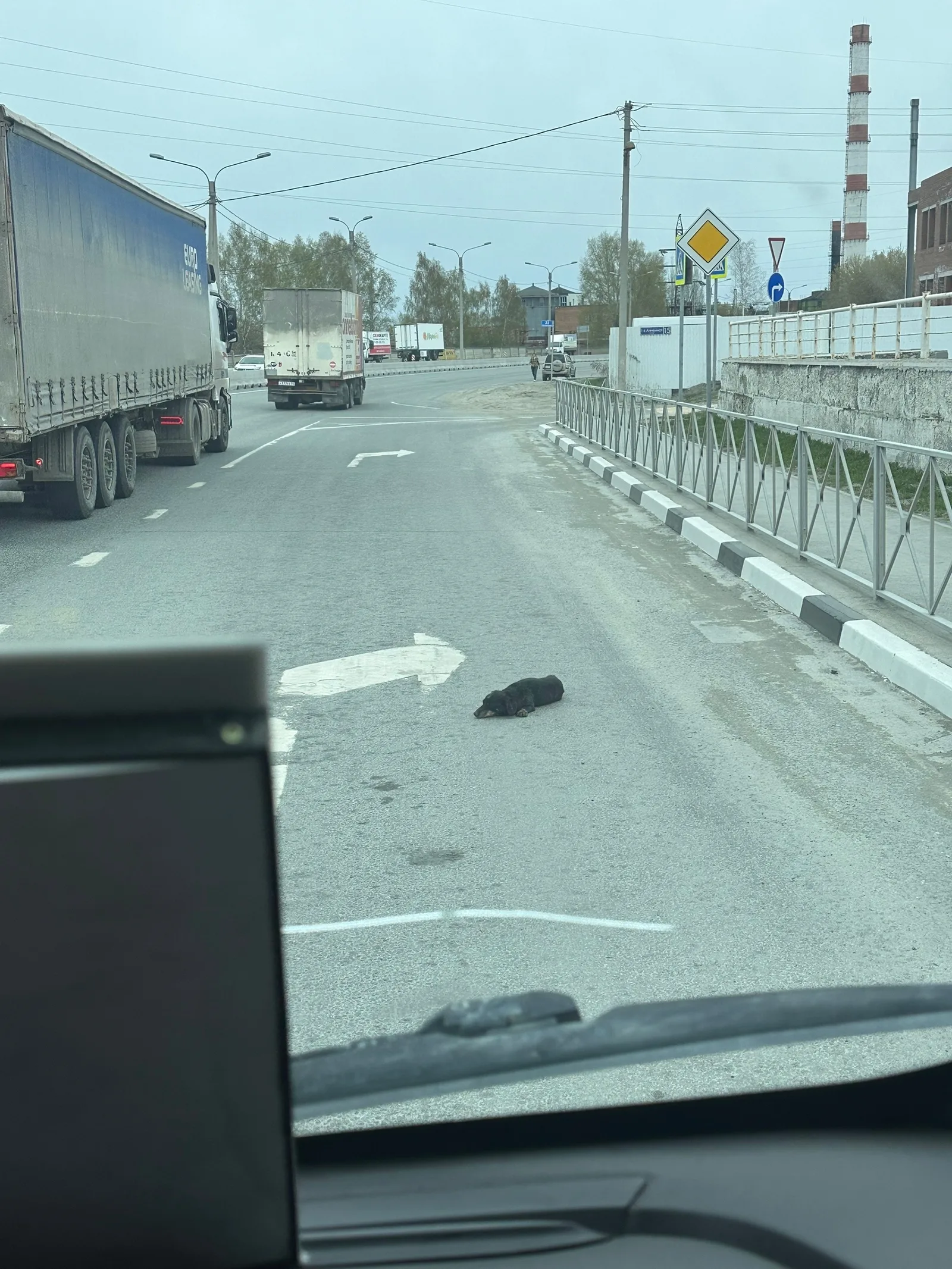 Найдена собака в Бердске — фото питомца