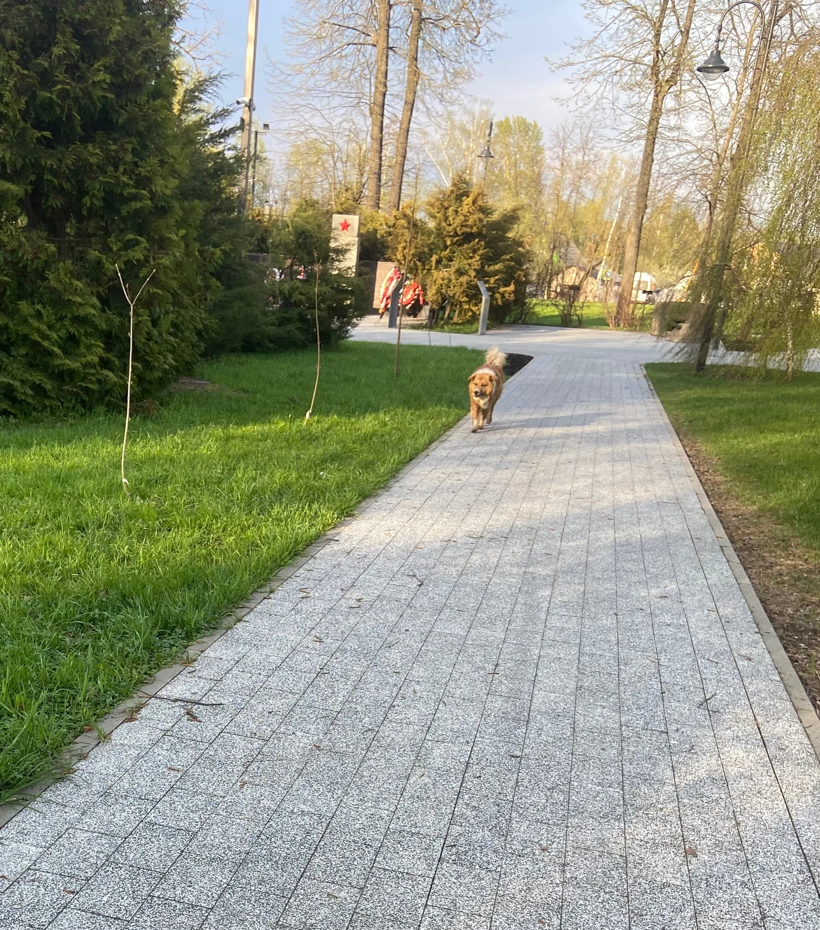 Найдена собака в Лобне — фото питомца