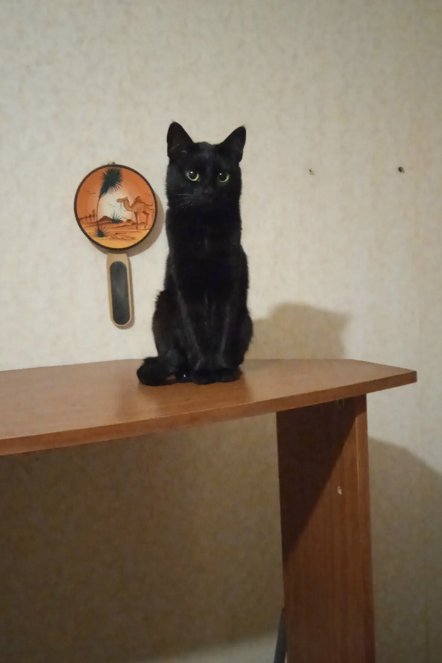 Найдена кошка в Нижнекамске — фото питомца