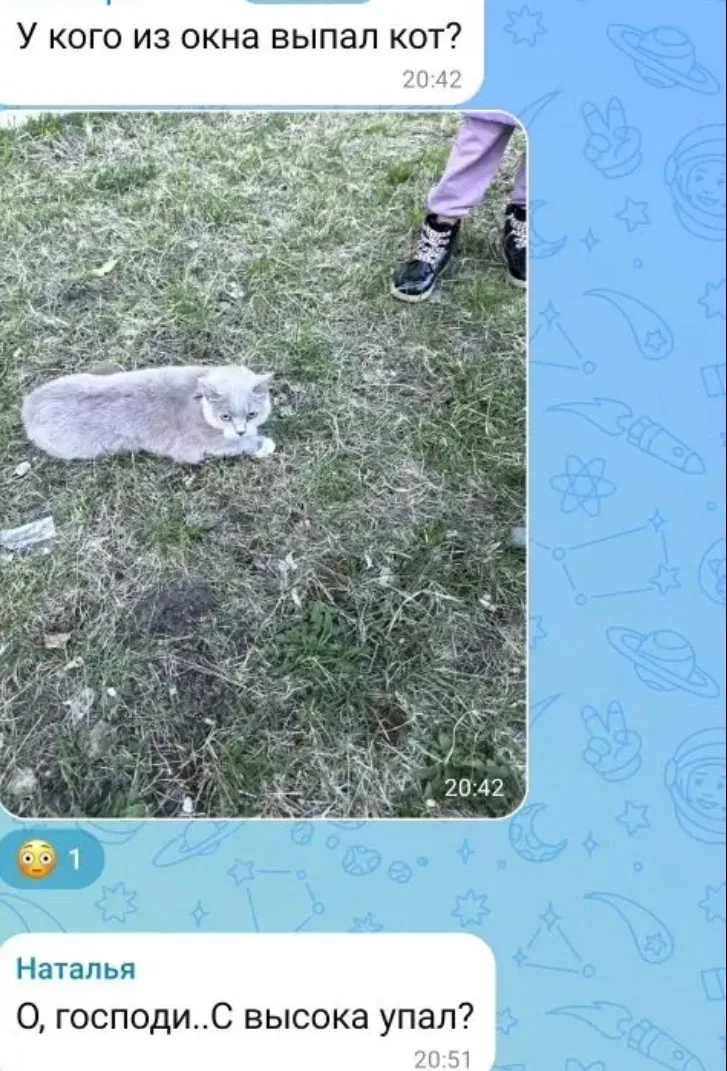 Найдена кошка в Сургуте — фото питомца