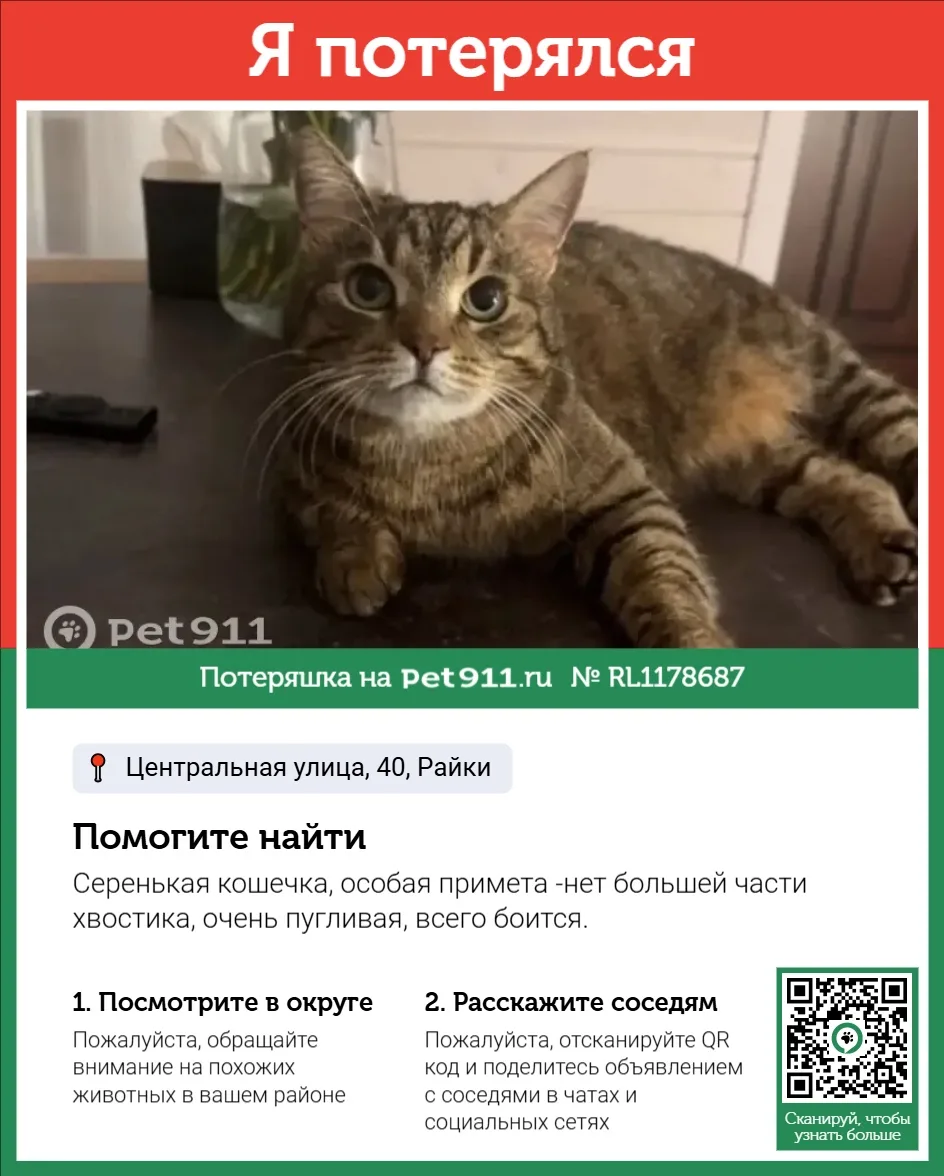 Найдена собака в Реутове — фото питомца