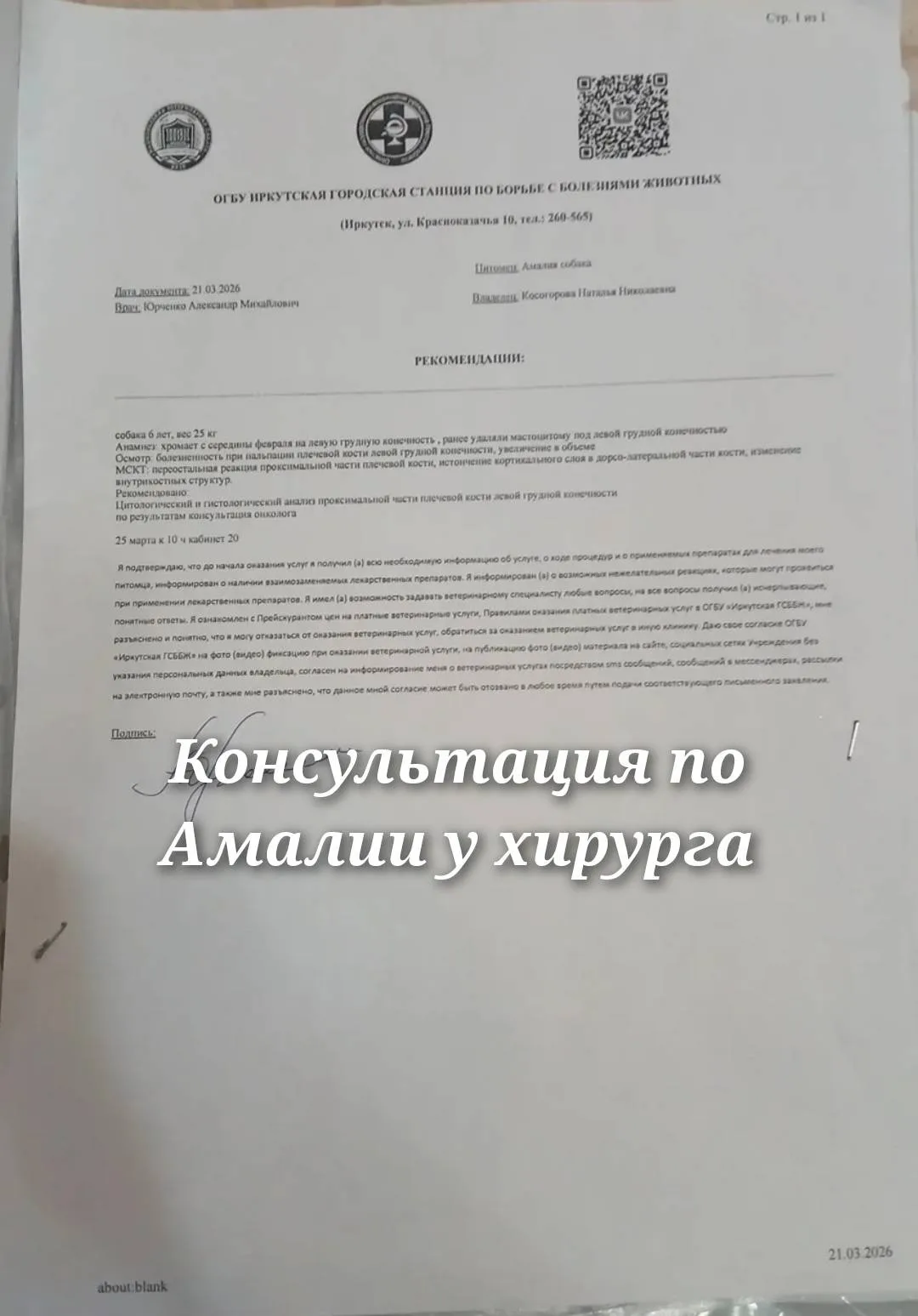 Найдена собака в Иркутске — фото питомца