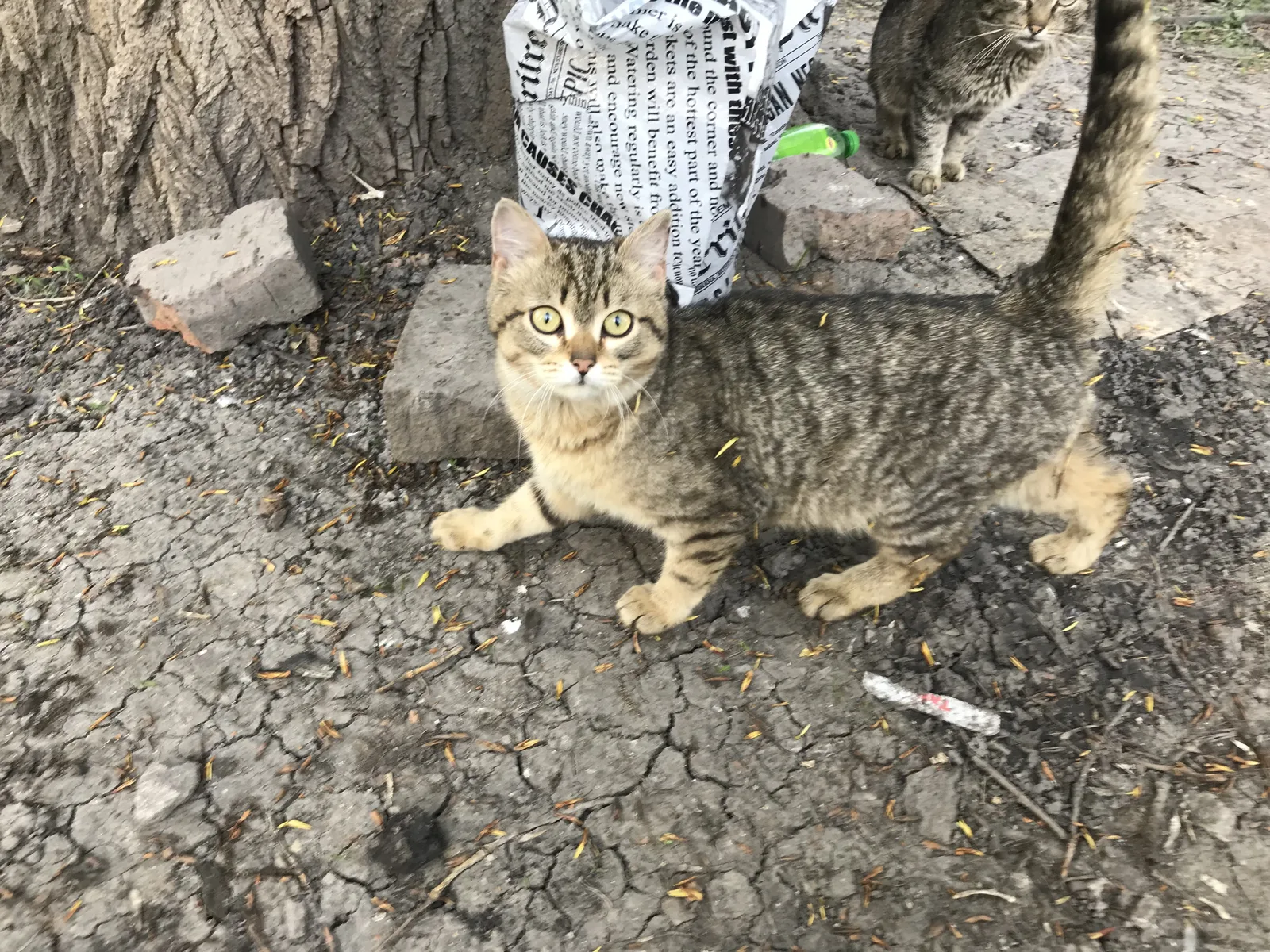 Найдена кошка в Пензе — фото питомца