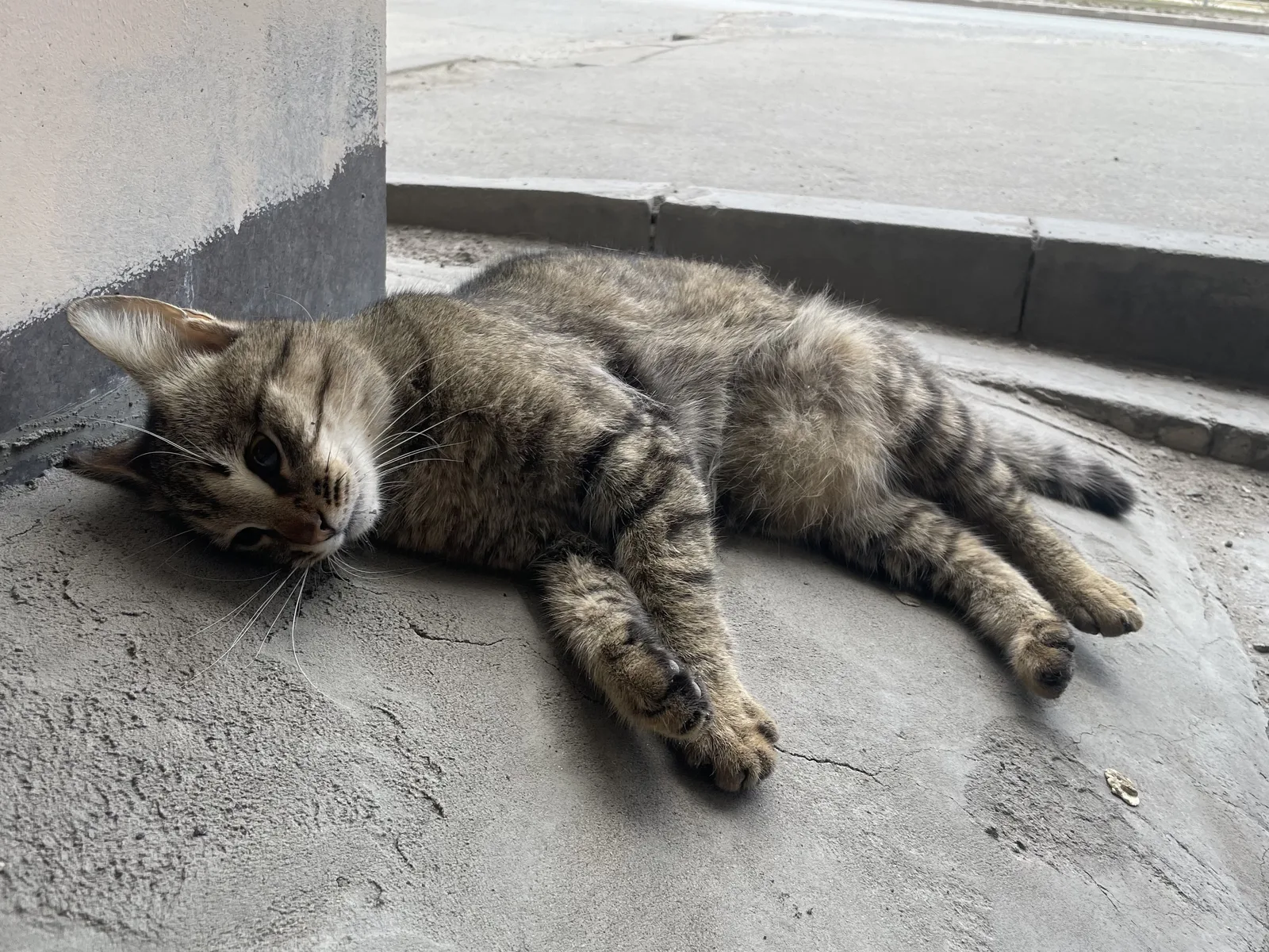 Найдена кошка в Архангельске — фото питомца