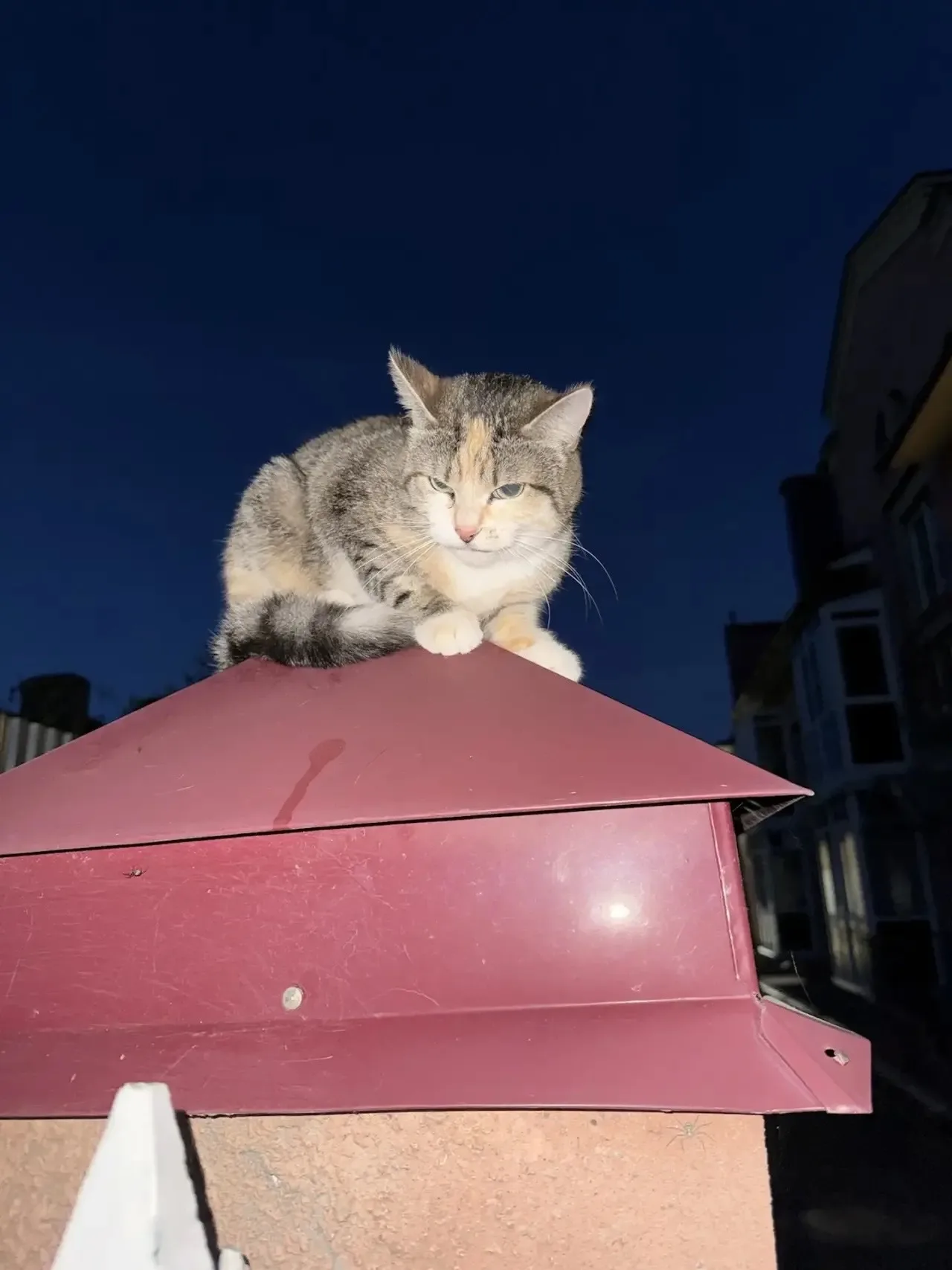 Найдена кошка в Вологде — фото питомца