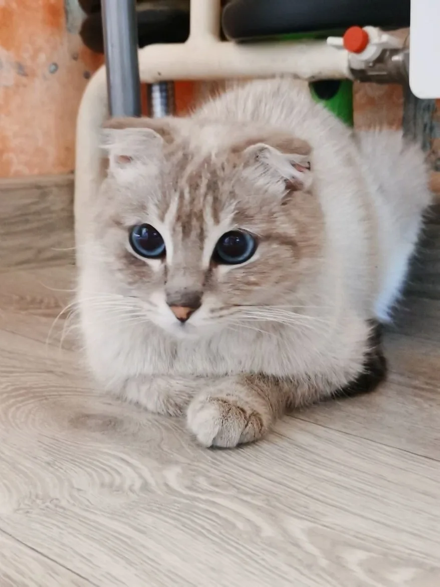 Найдена кошка в Чите — фото питомца
