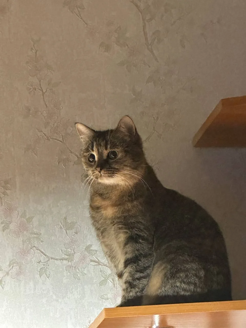 Пропала кошка в Уфе — фото питомца