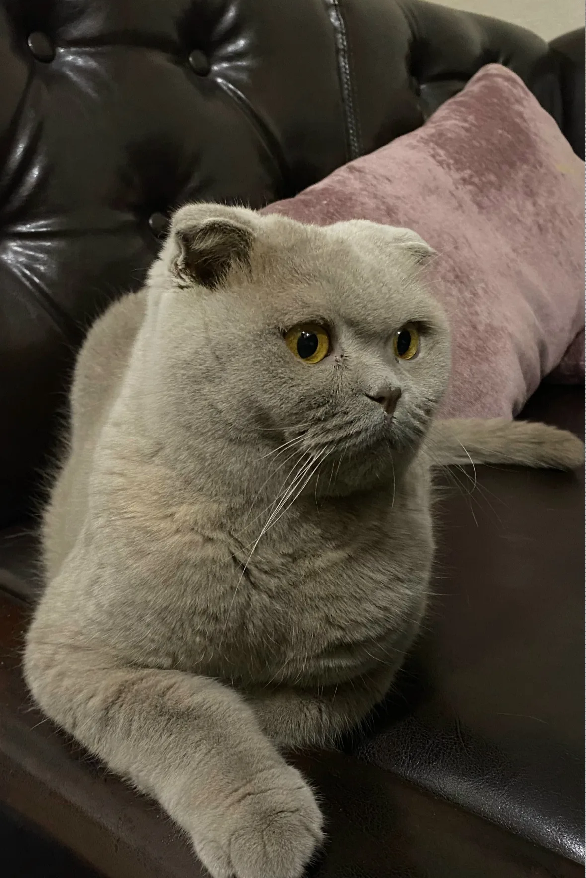 Найдена кошка в Клине — фото питомца