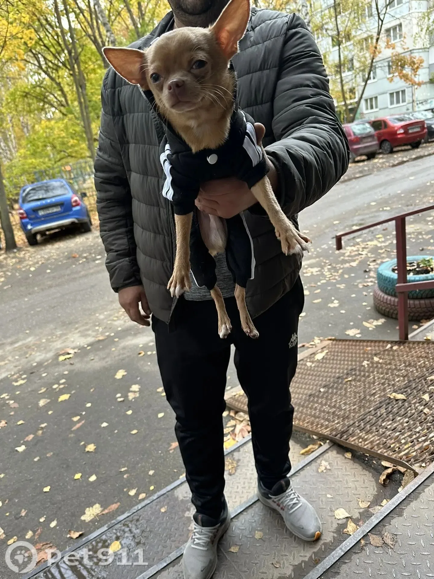 Найдена собака в Пензе — фото питомца