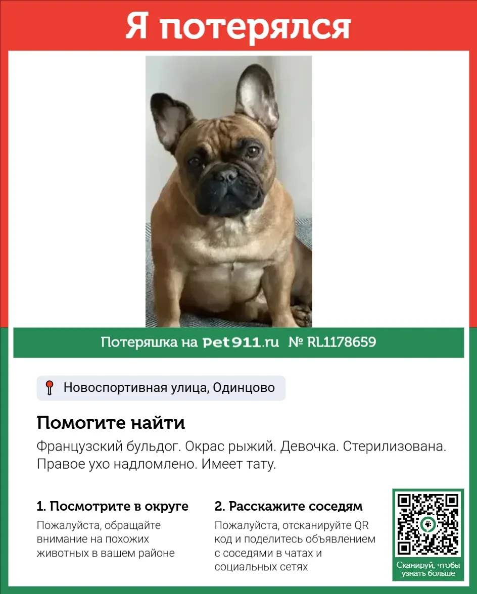 Найдена собака в Майкопе — фото питомца