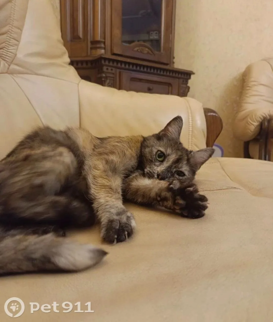 Найдена кошка в Реутове — фото питомца