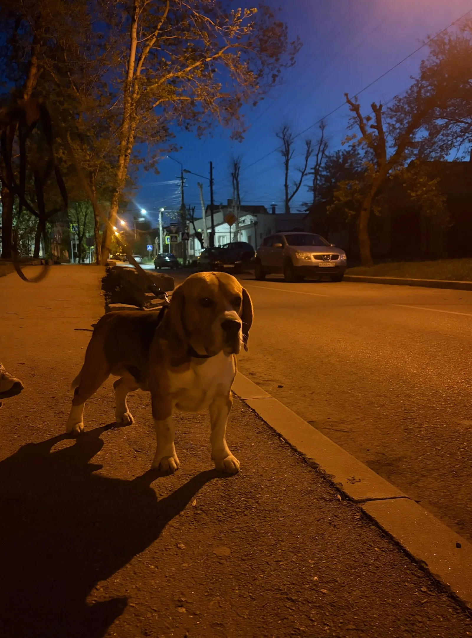 Найдена собака в Симферополе — фото питомца