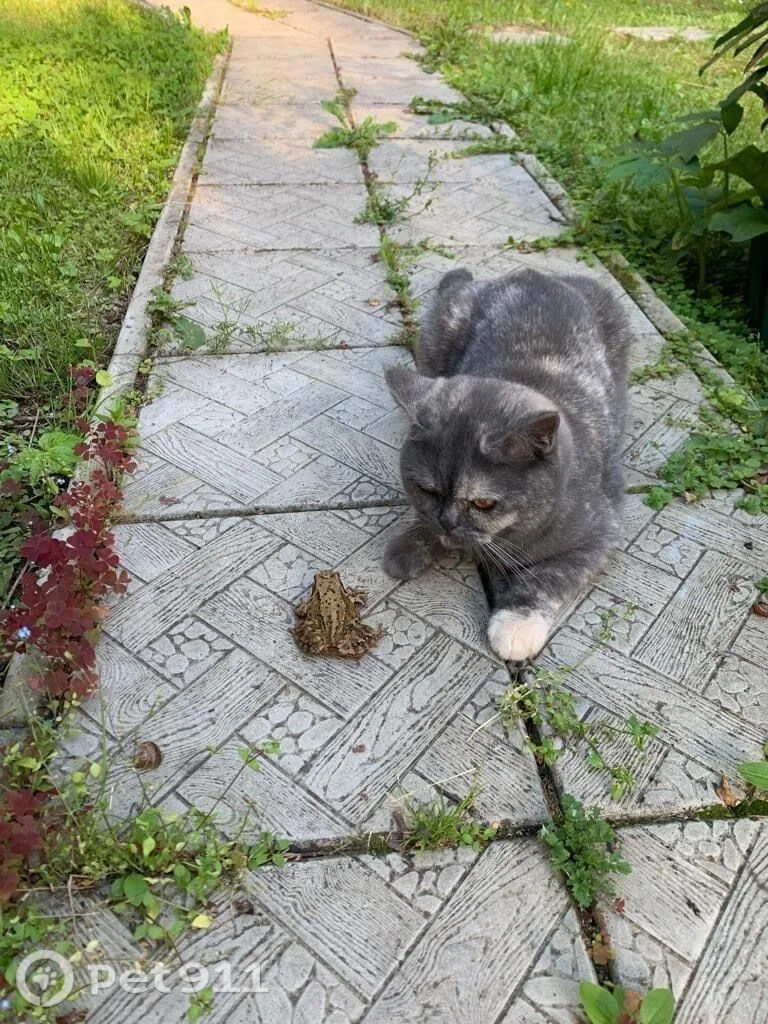 Найдена кошка в Пензе — фото питомца