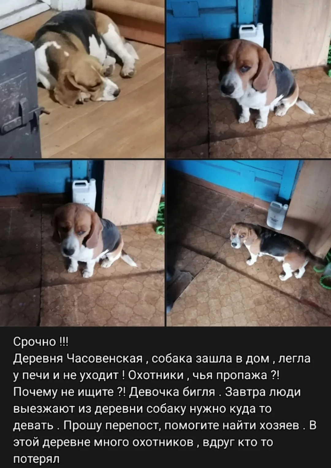 Объявление о питомце в Архангельске — фото питомца