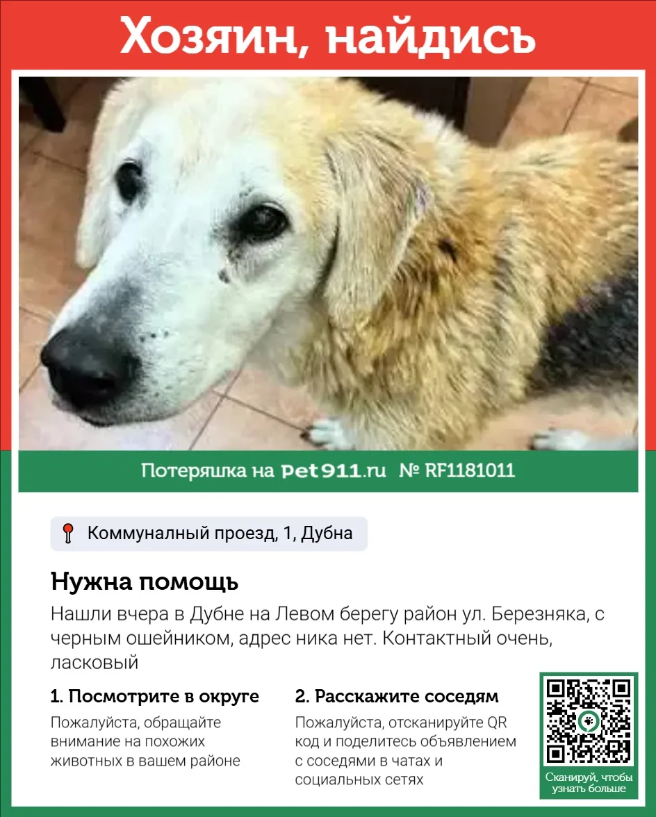 Найдена собака в Москве — фото питомца