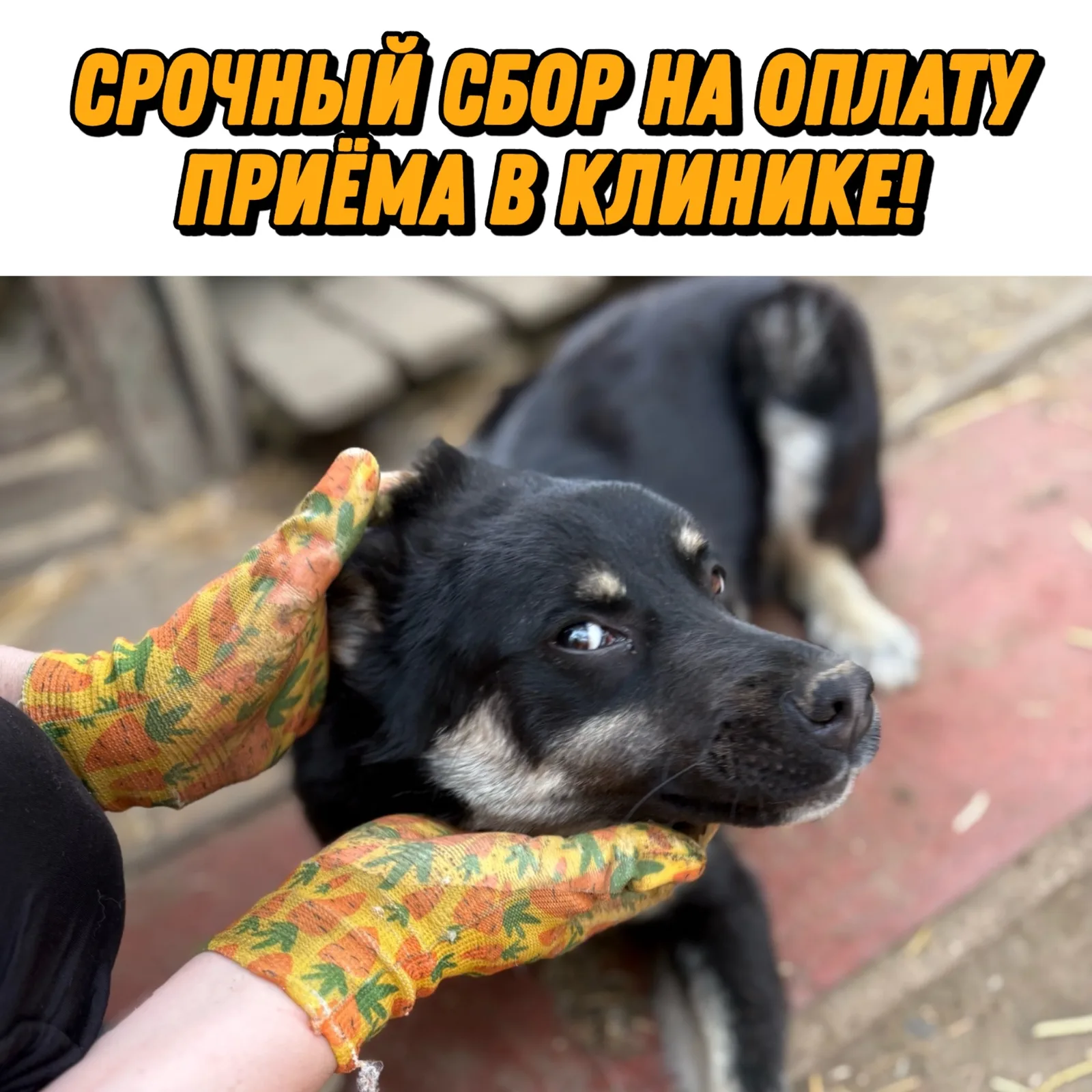 Найдена собака в Курске — фото питомца